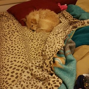 Meet your Posher, Robin