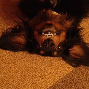 Meet your Posher, Dina