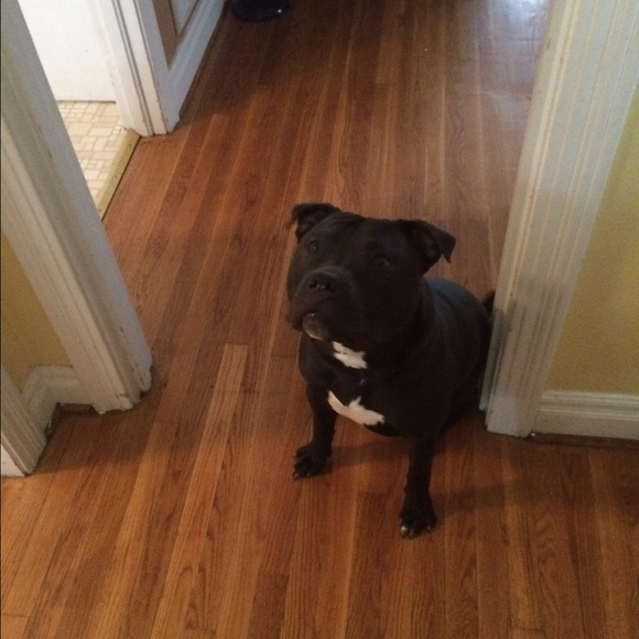 Meet your Posher, Kirby - Picture 1 of 1