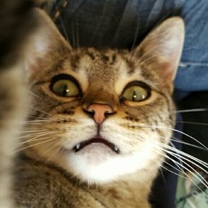 Meet your Posher, Amber