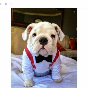 Meet your Posher, Leo