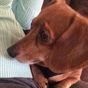 Meet your Posher, Elizabeth