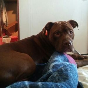 Meet your Posher, Lacey