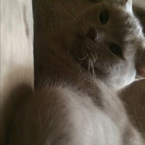 Meet your Posher, Rachel