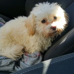 Meet your Posher, Janell