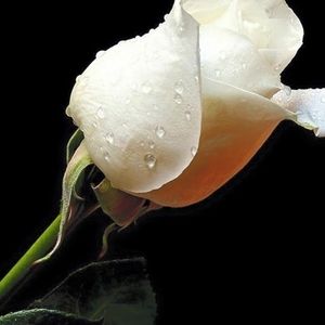 Meet your Posher, Leslie