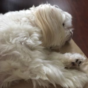 Meet your Posher, Rebecca