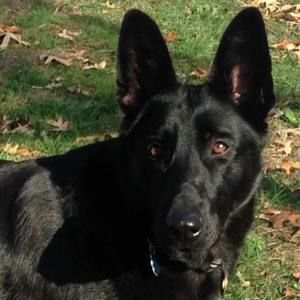 Meet your Posher, Sandy