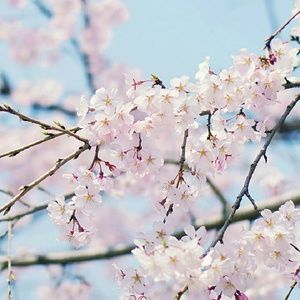 Meet your Posher, Janel