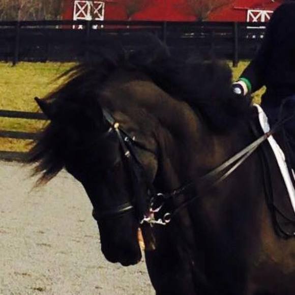 Meet your Posher, Lundyn - Picture 1 of 1