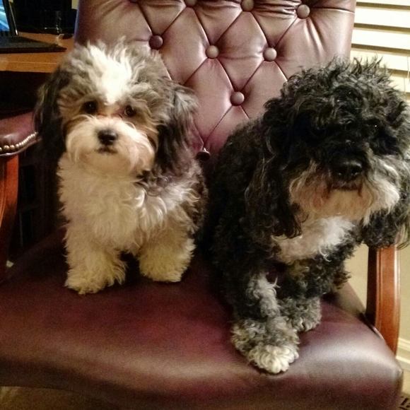 Meet your Posher, Brenda - Picture 1 of 1