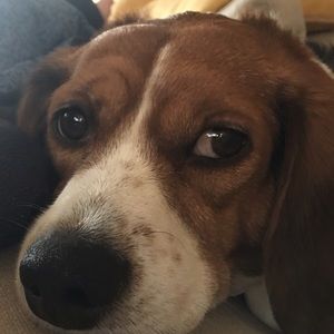 Meet your Posher, Sam