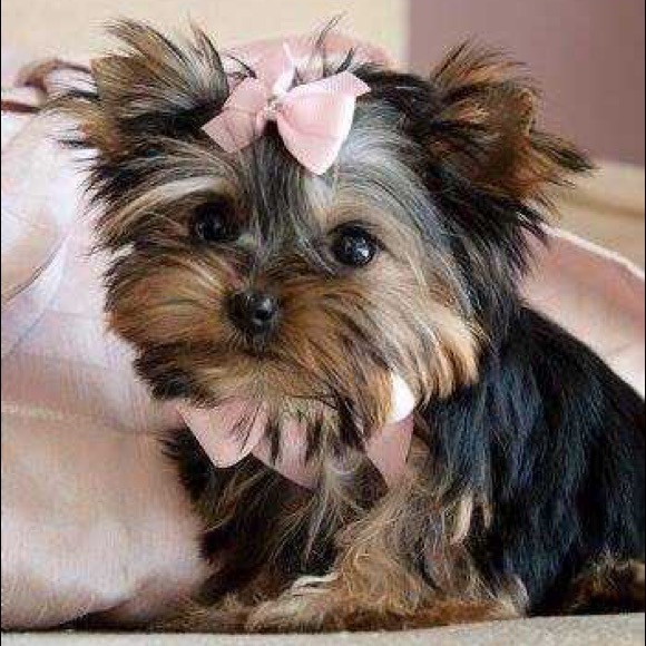 Meet your Posher, Rebecca - Picture 1 of 1