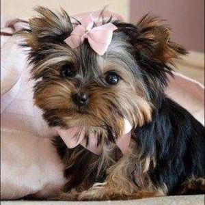 Meet your Posher, Rebecca