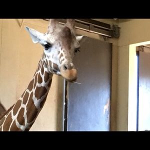 Meet your Posher, Tiffany