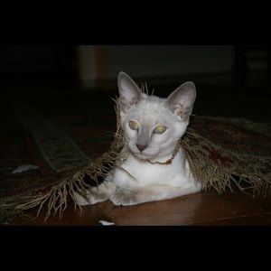 Meet your Posher, Claudia