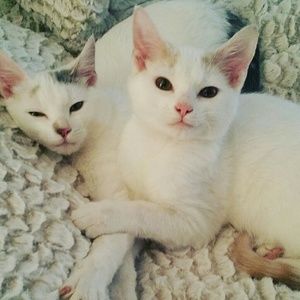 Meet your Posher, Ki charm