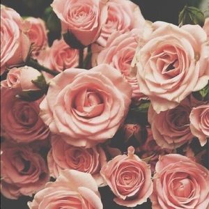 Meet your Posher, Bailey