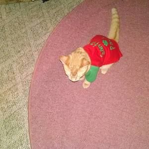 Meet your Posher, Patty