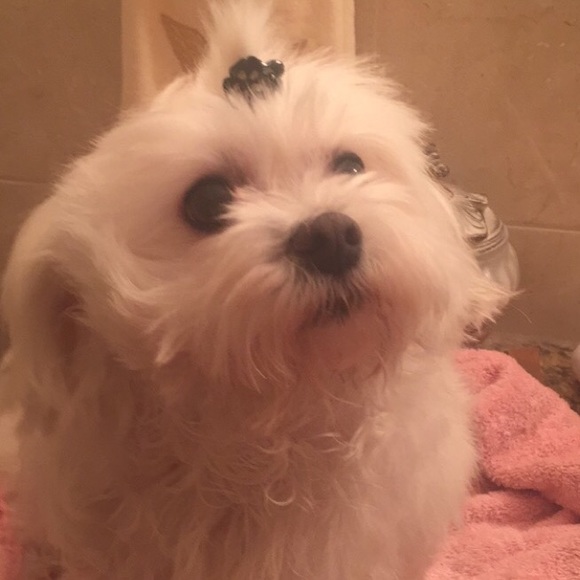 Meet your Posher, Maggie - Picture 1 of 1