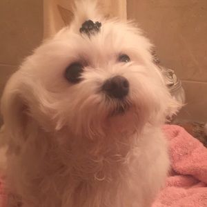 Meet your Posher, Maggie