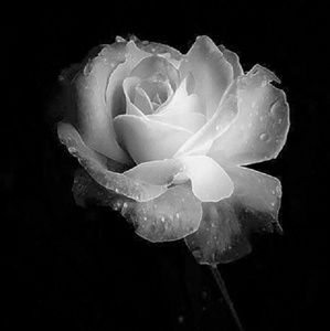 Meet your Posher, Fola