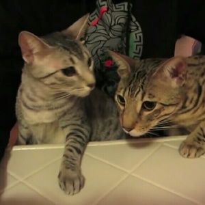 Meet your Posher, Jai