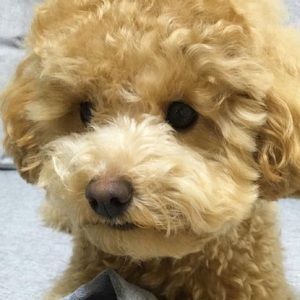 Meet your Posher, Michelle