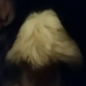 Meet your Posher, Dee