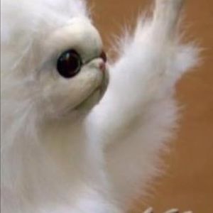 Meet your Posher, Bailes