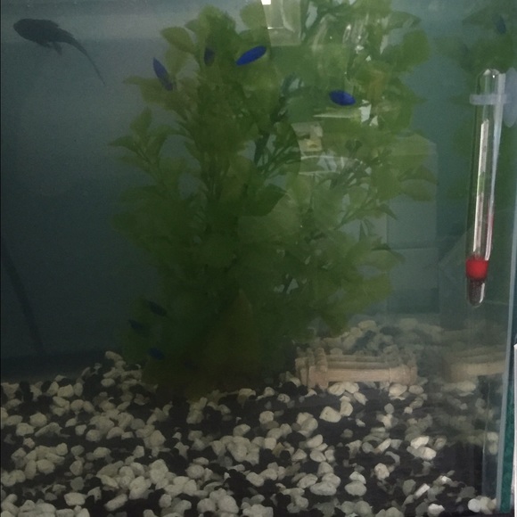 Fake plant