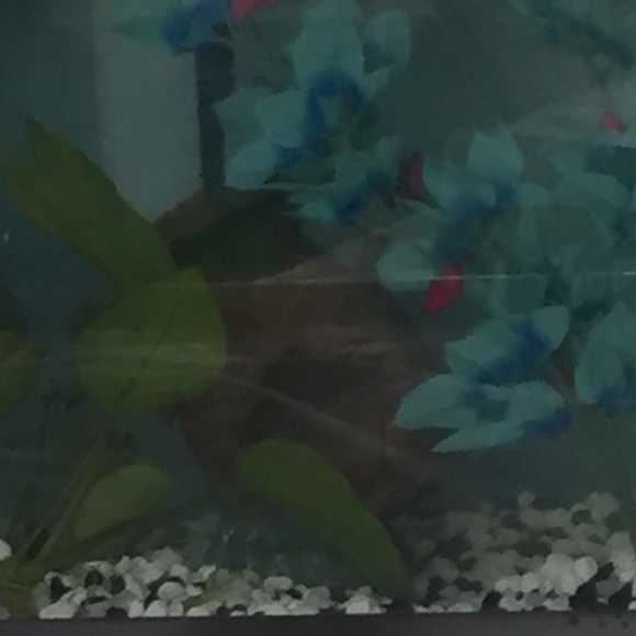 Decor for aquarium