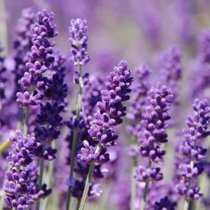 Meet your Posher, Elise