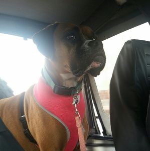 Meet your Posher, Halley