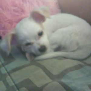 Meet your Posher, Sheila