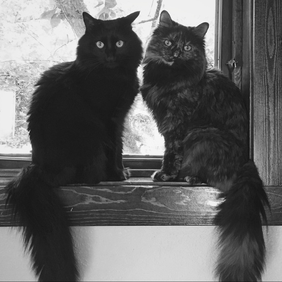 Meet your Posher, Amanda - Picture 3 of 4