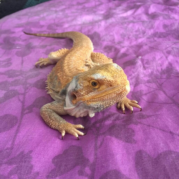 Meet the Posher Other - Meet your Posher, Lizabeth