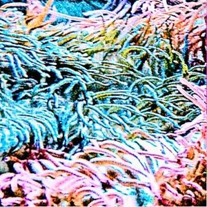 Meet your Posher, Diana