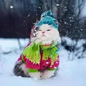 Meet your Posher, Susie