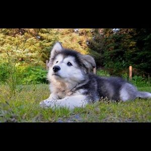 Meet your Posher, Grace