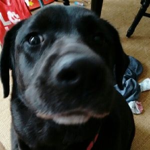 Meet your Posher, Caroline