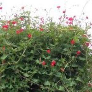 Meet your Posher, Judy