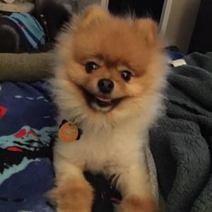 Meet your Posher, Paul