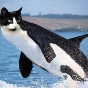 Meet your Posher, Kylie