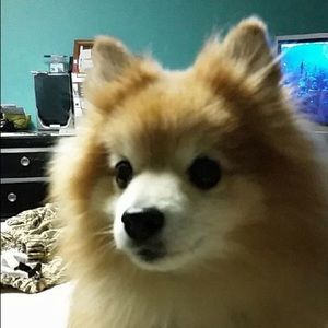 Meet your Posher, Teresa