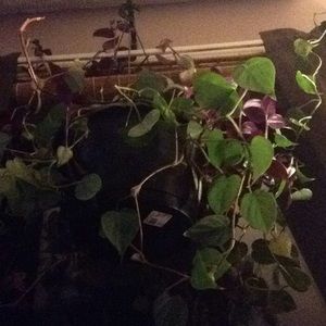 Meet your Posher, Tj