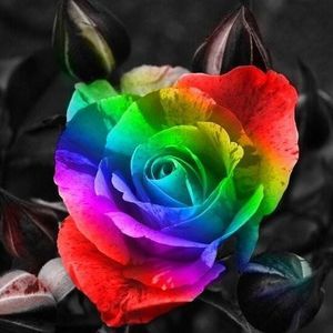 Meet your Posher, Rose