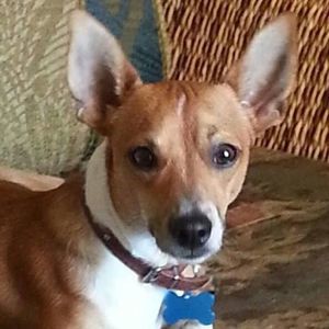 Meet your Posher, Alice