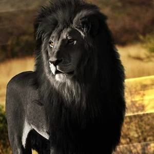 Meet your Posher, Tainya