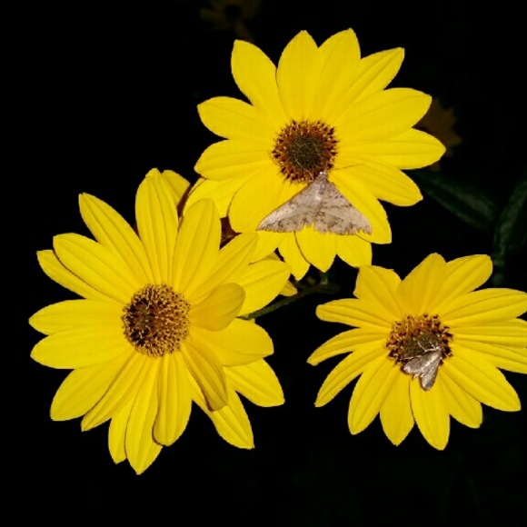 Meet your Posher, Jenny